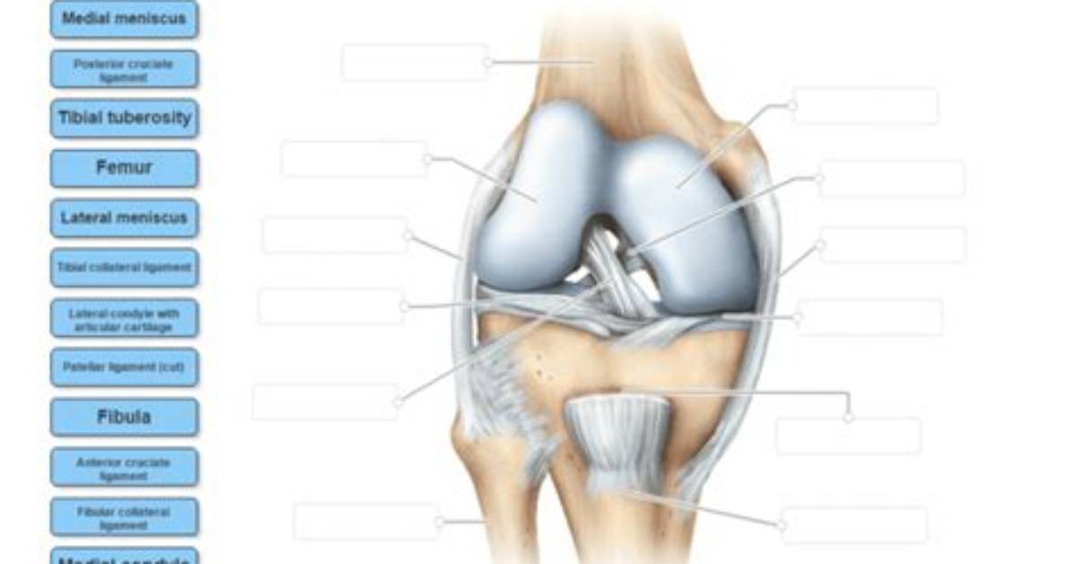 Knee Joint Quiz
