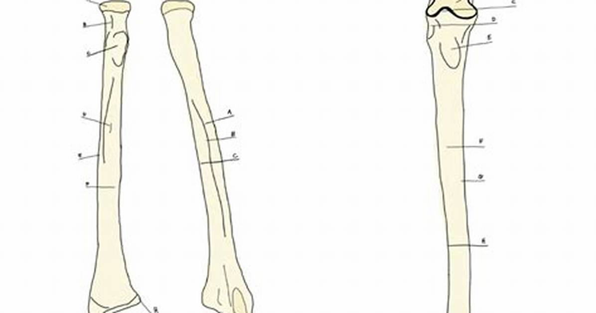 Label Parts of the Radius & Ulna Quiz