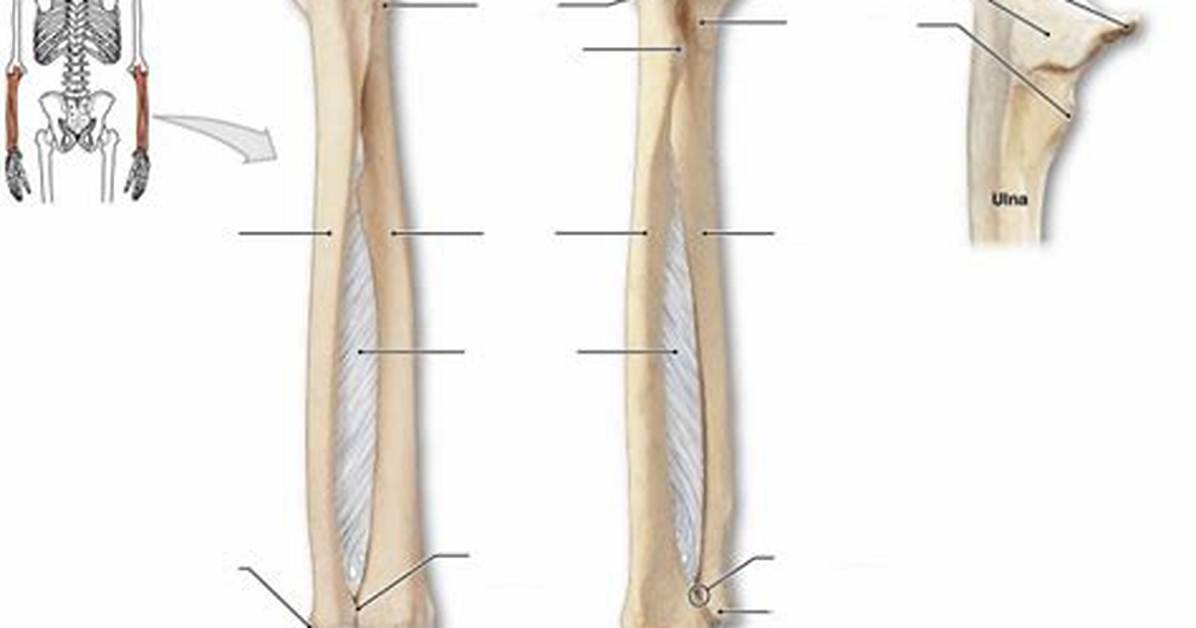Label Radius N Ulna — Printable Worksheet