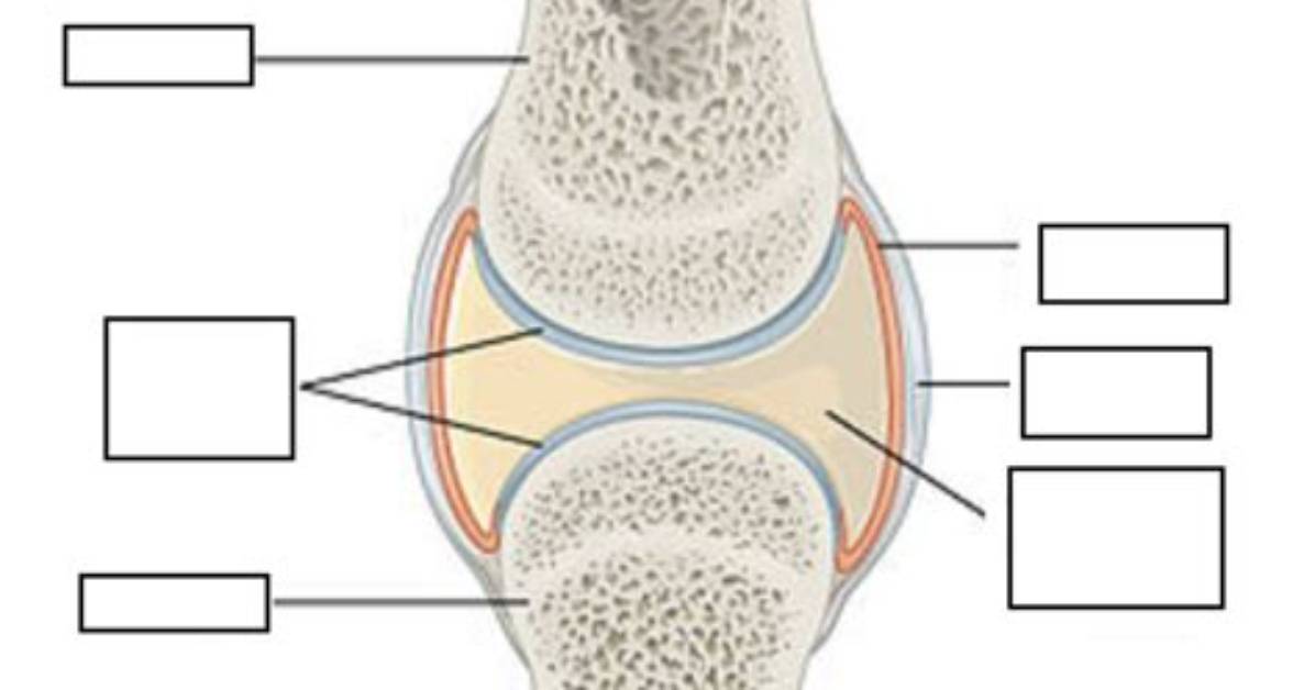 Label the Synovial Joint. Quiz