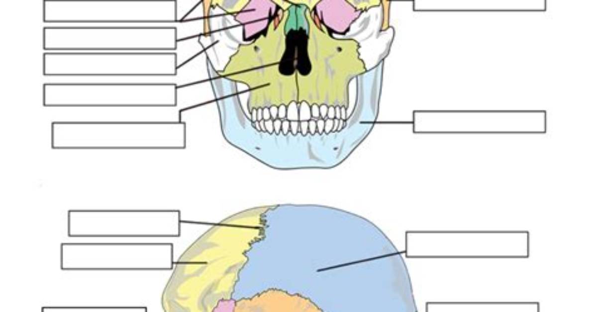 Labeling the Adult Skull Bones — Printable Worksheet