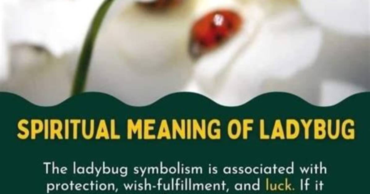 Ladybug Symbolism