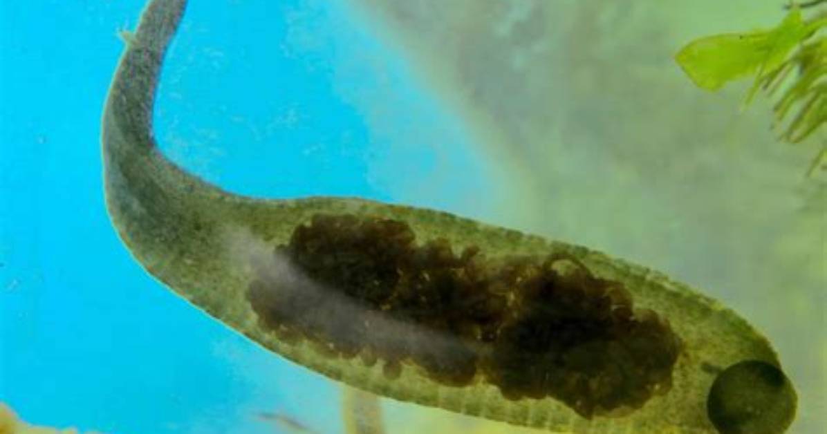 Lake Lanier Leeches