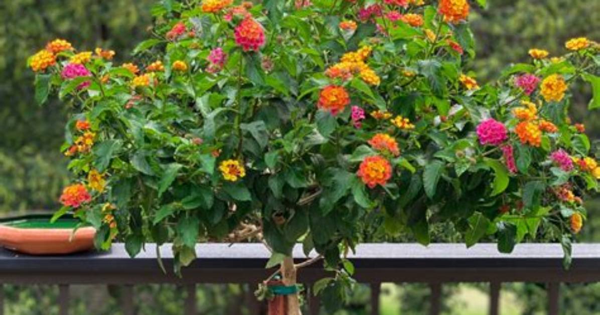 Lantana Trees