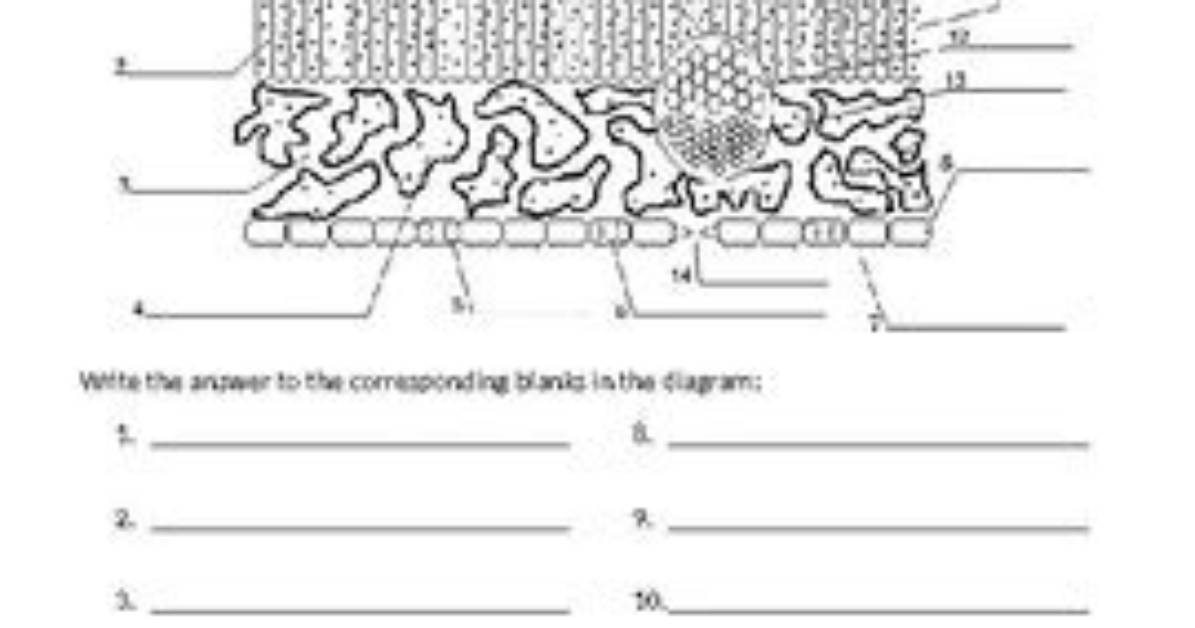 Leaf Cross Section Quiz #1