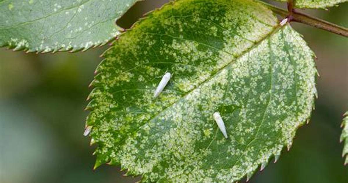 Leafhopper Damage - How to Discuss
