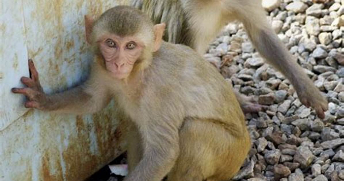 Letters to the Editor | Save Imported Monkeys from Abuse, Extinction | Letters to the Editor