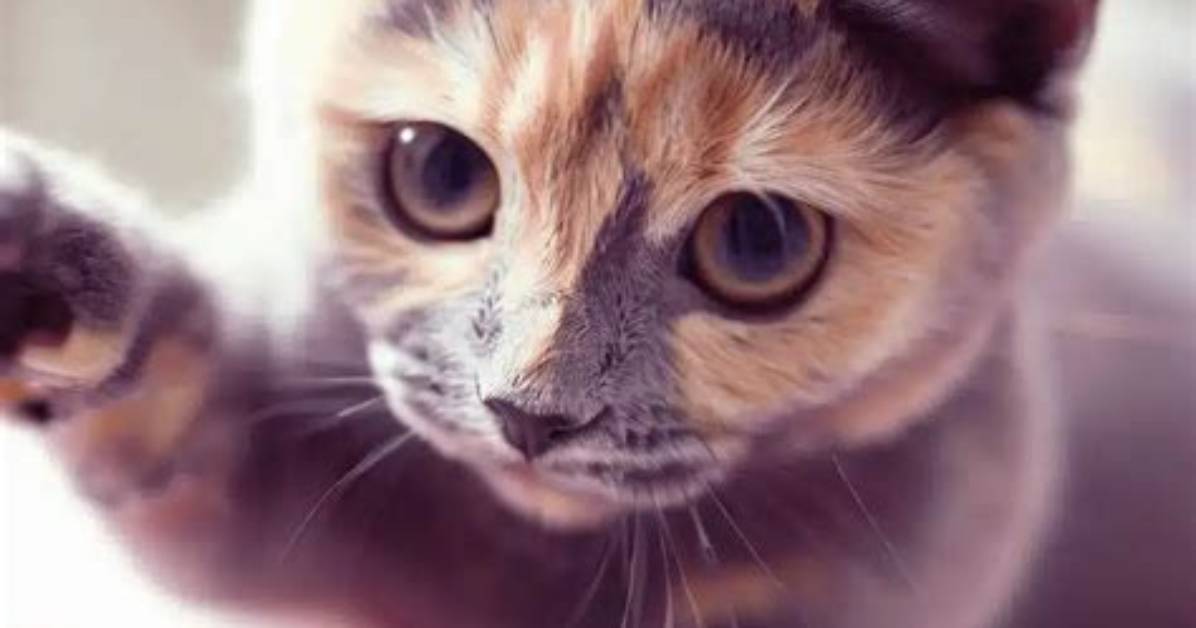 Lilac Tortoiseshell Cat