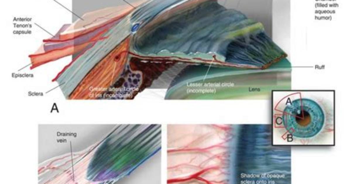 Limbus: Eye Anatomy