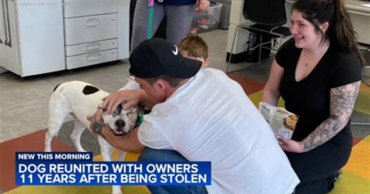 Lost Senior Dog Reunited in San Francisco in 5 Hour Chase