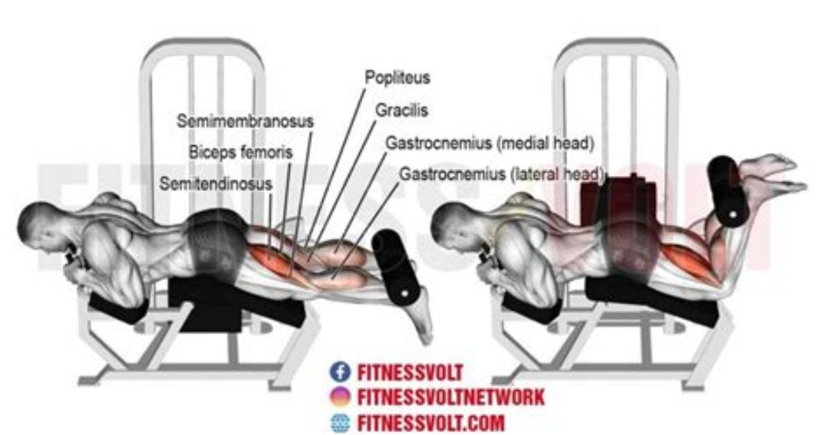 Lying Leg Curl Exercise | Form & Common Mistakes