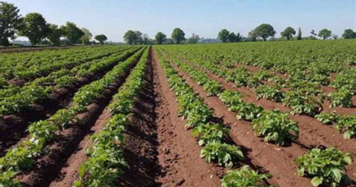 Main Crop Potatoes