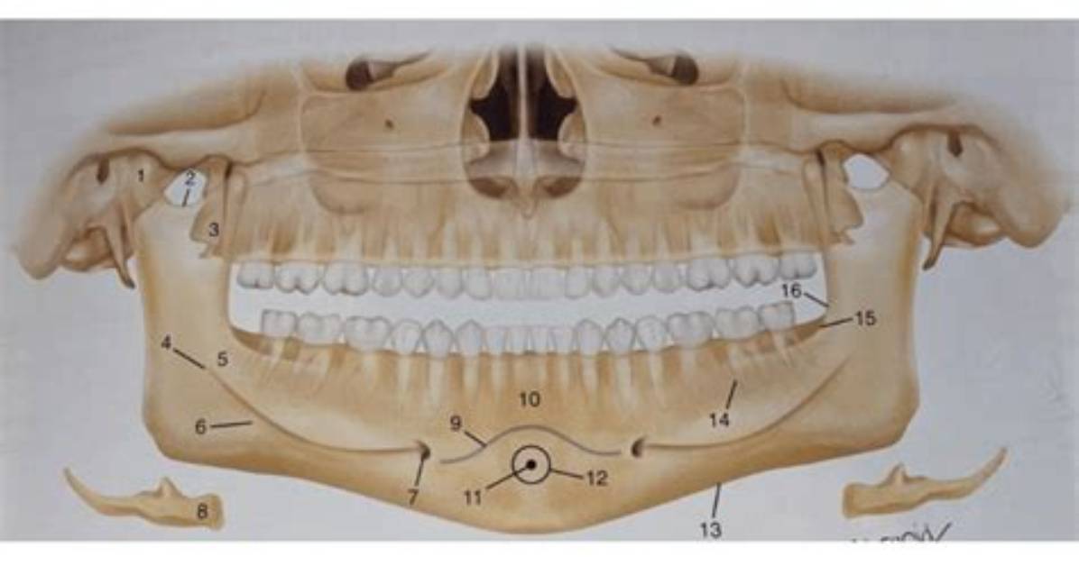 Mandibular Anatomic Landmarks Quiz