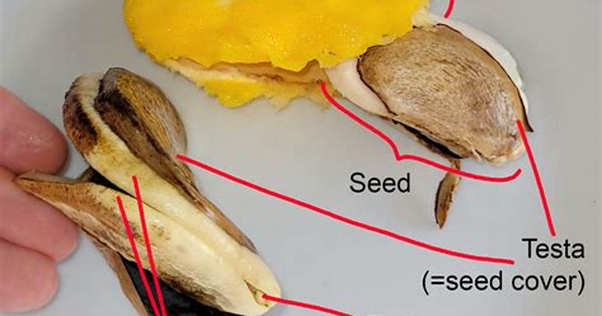 Mango Pit - How to Discuss