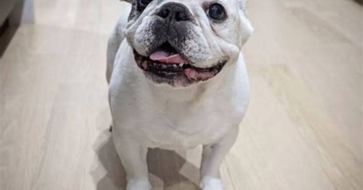 Manny the French Bulldog with 150,000 Fans and Snoop Dogg Is One of Them