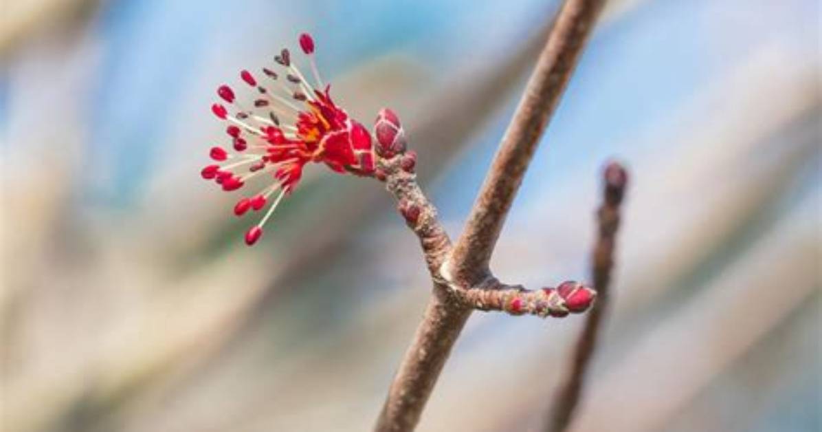 Maple Tree Buds