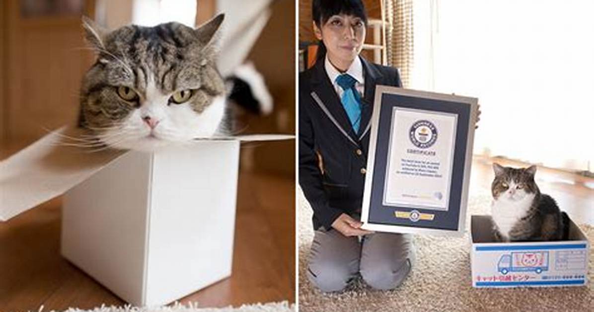Maru the Cat