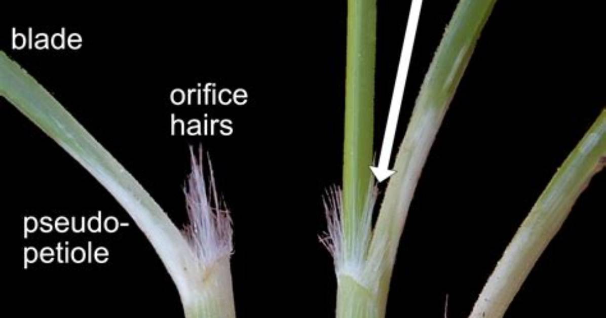 Meaning of Like a Blade of Grass by Jack Harlow