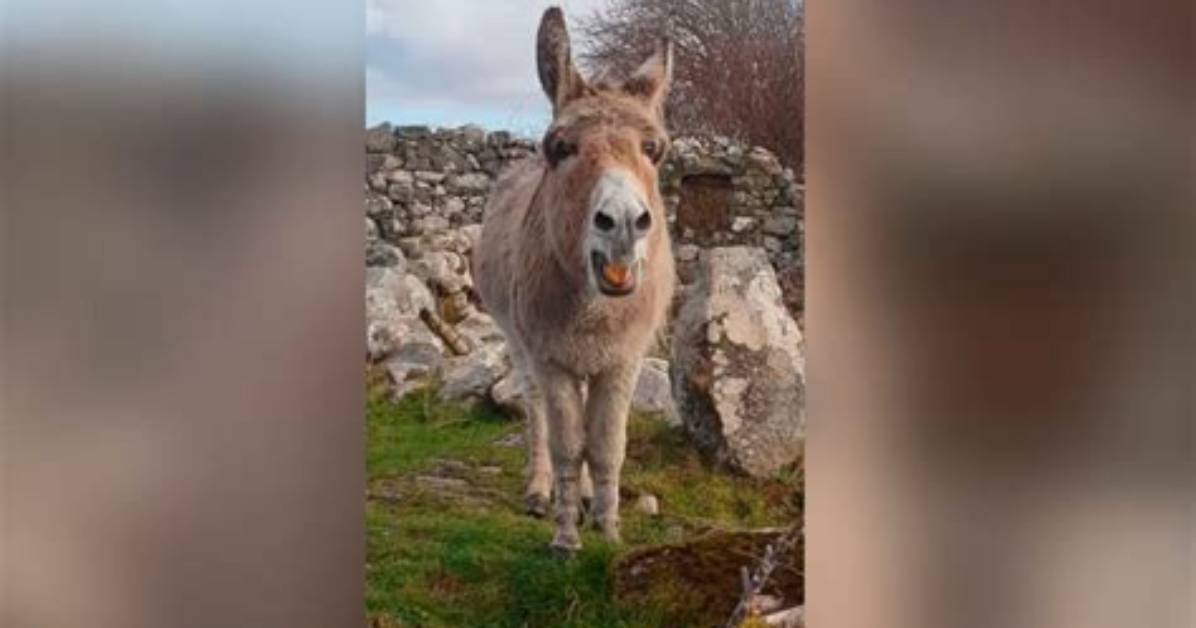 Meet Harriet, the Irish Singing Donkey
