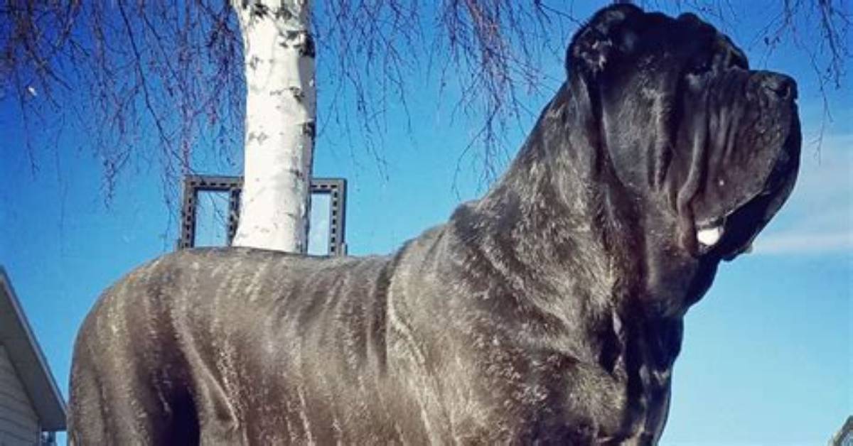 Meet the World’s Biggest Puppy That Is Taller Than Average Human [Photos]