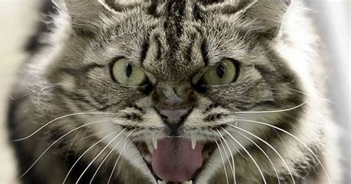 “Meowing” Attack Completely Destroyed More Than 1000 Databases