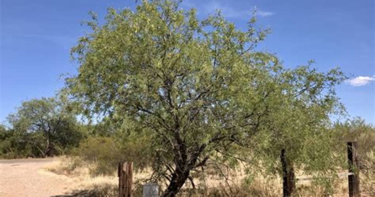 Mesquite Control