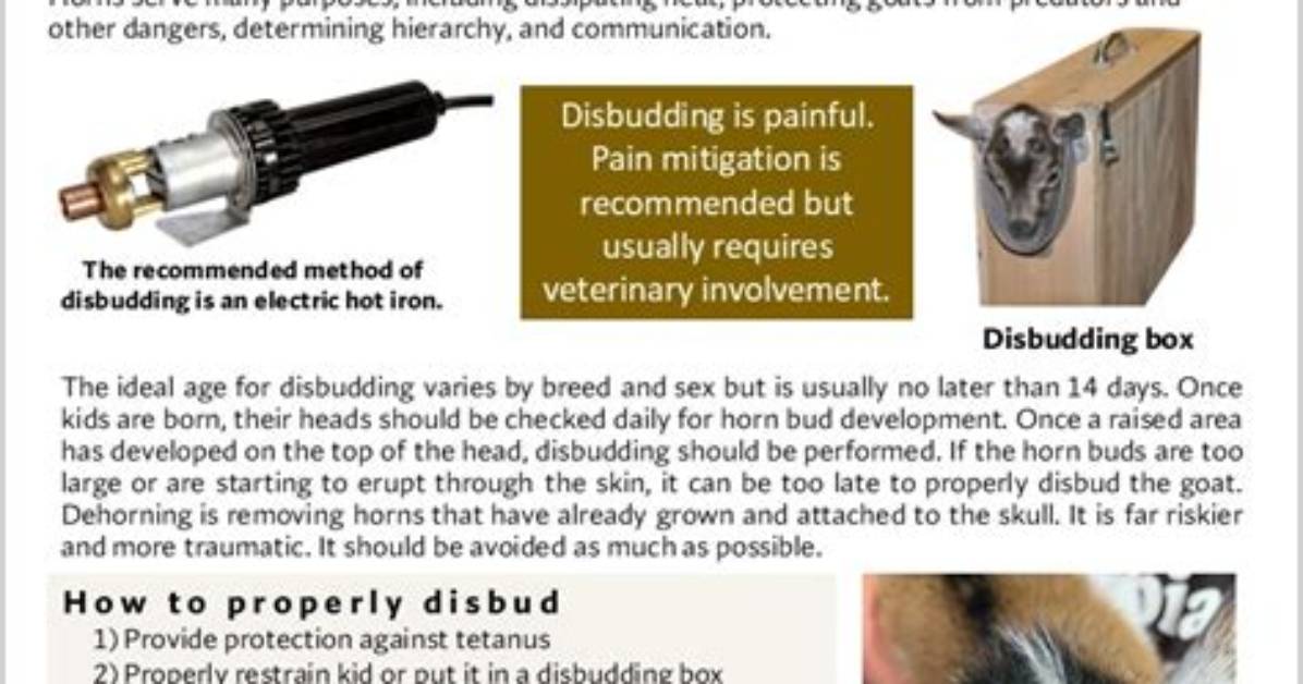 Methods for Disbudding Goat Kids