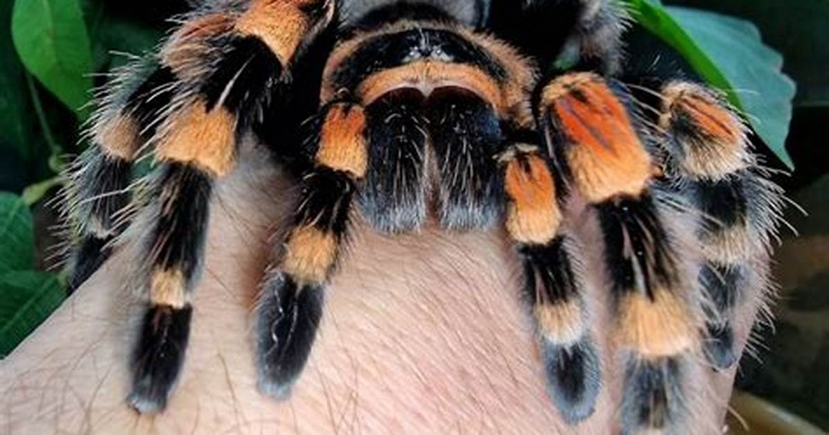 Mexican Red Knee Tarantula Bite