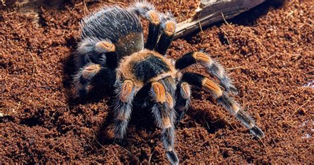 Mexican Striped Knee Tarantula