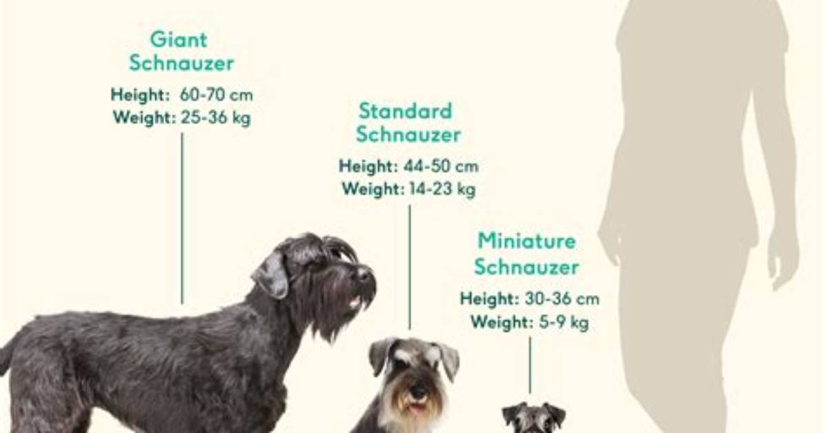 Miniature Schnauzer, Giant Schnauzer — Facts, Size