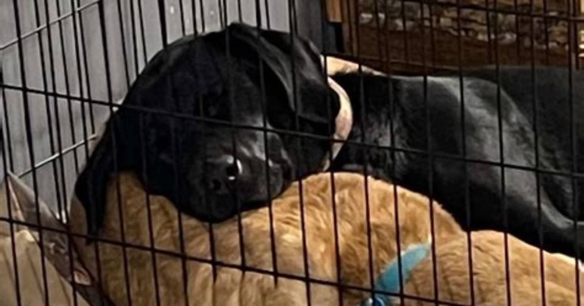Missing Dog Accidentally Gets High on Pot Brownies