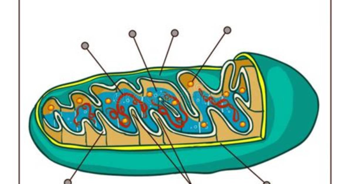 Mitochondria Labeling Quiz