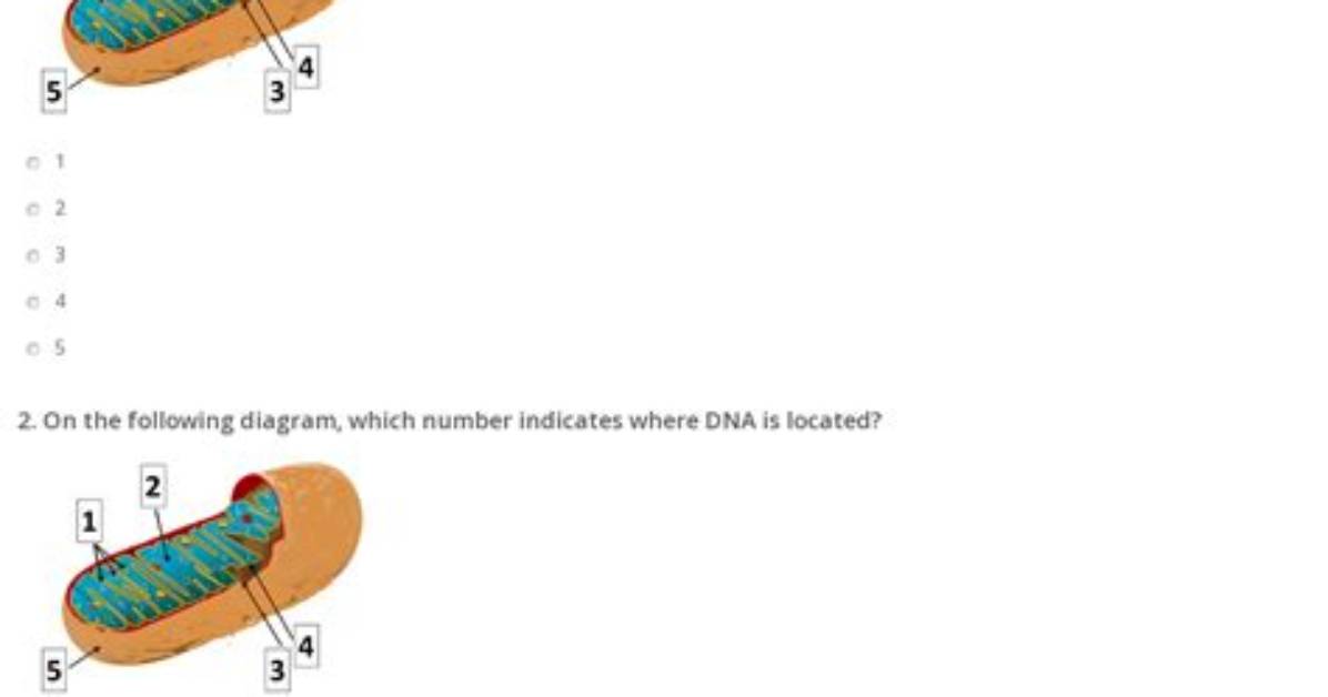 Mitochondria Quiz