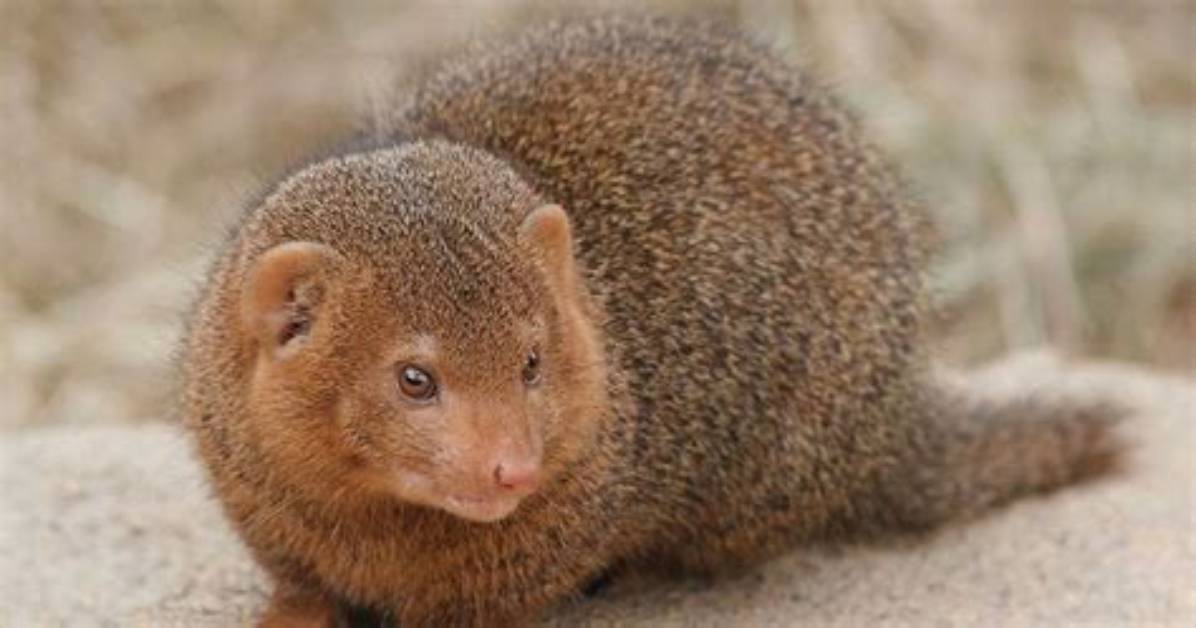 Mongoose's Find Method with $Or Condition Does Not Work Properly