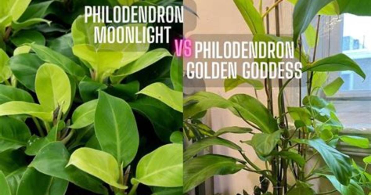 Moonlight vs Silverlight [Closed]