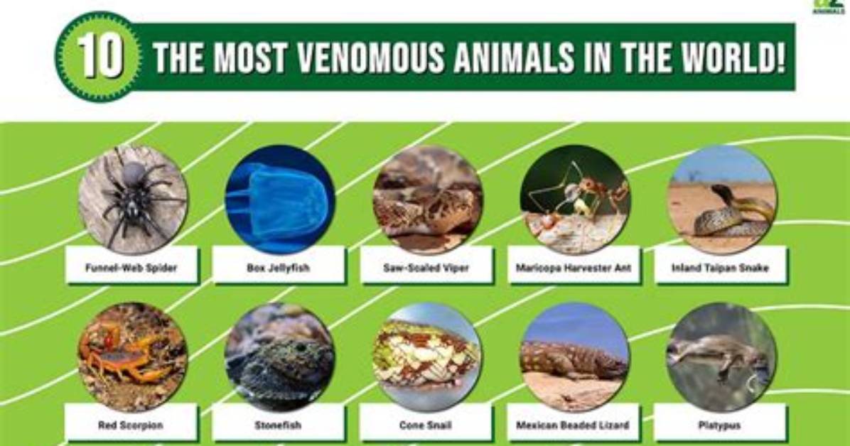 Most Venomous Animal in the World, from Snakes and Jellyfish to Mammals