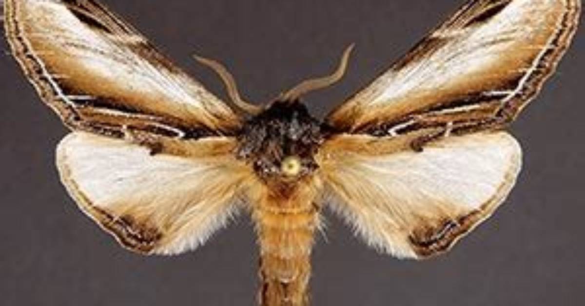 Moth Photographers Group – Pheosia Rimosa – 7922