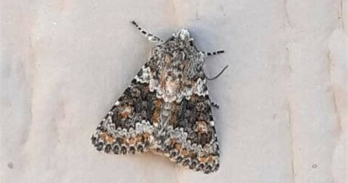 Moth Populations Rising in Northern Nevada |