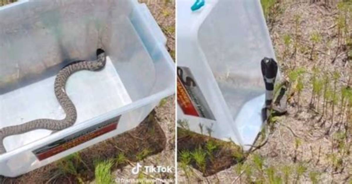 Mpumalanga Man Releases Rinkhals Snake Back into the Wild, Netizens Find Its Reaction Hilarious