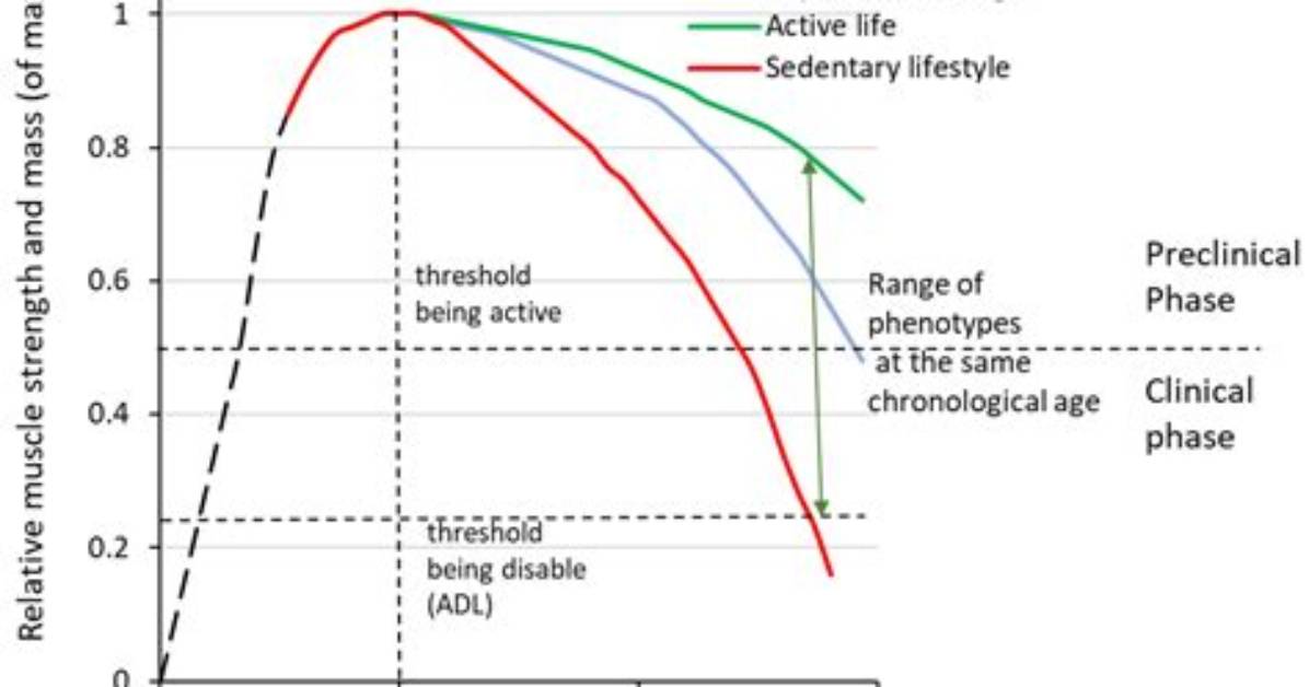 Muscle Mass Declines with Age, Here's How to Maintain
