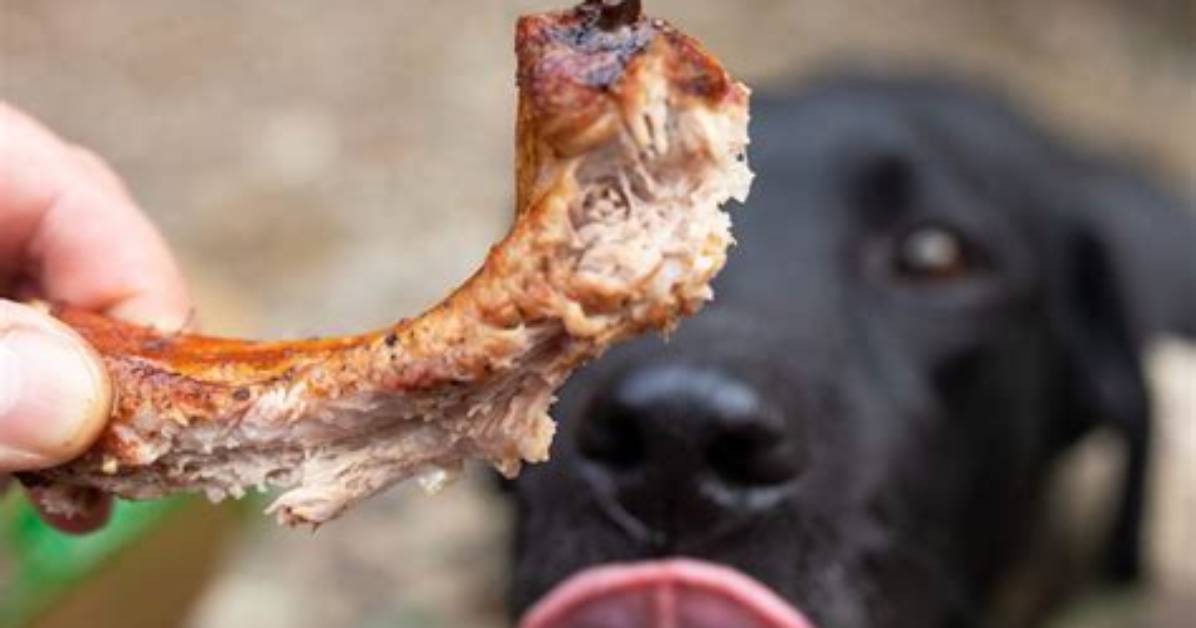My Dog Ate a Pork Bone