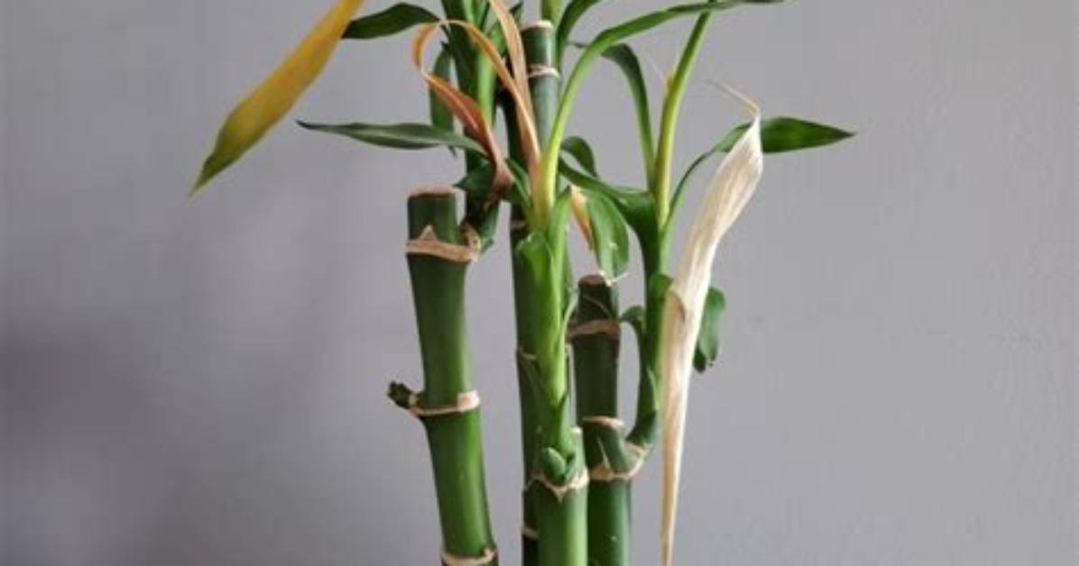 My Lucky Bamboo Is Dying