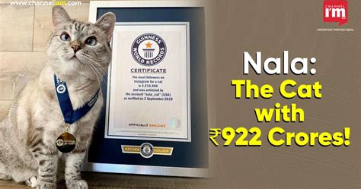 Nala Cat Net Worth