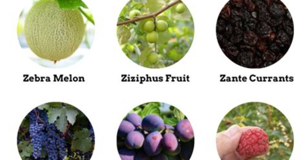 Name a Fruit or Veg Beginning with P: Text or Die [Answers]
