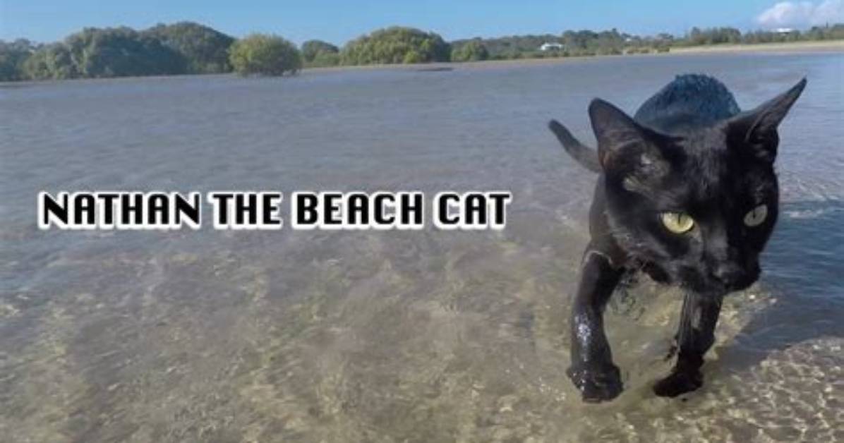 Nathan the Beach Cat