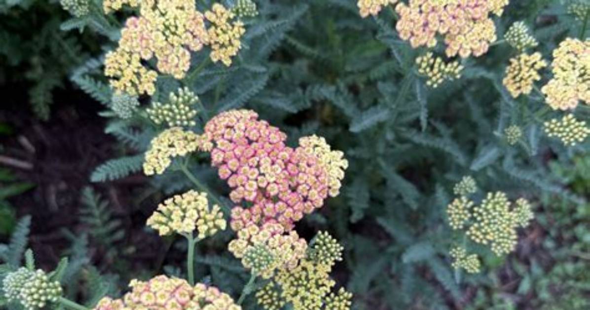 Native Plants Cut Care