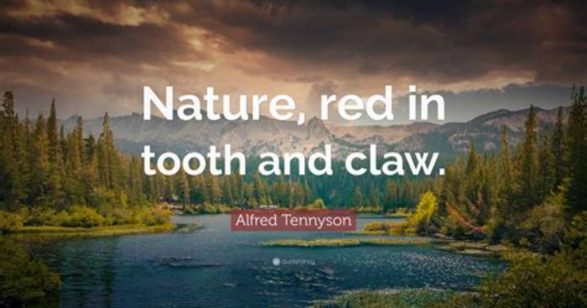 Nature Red in Tooth and Claw