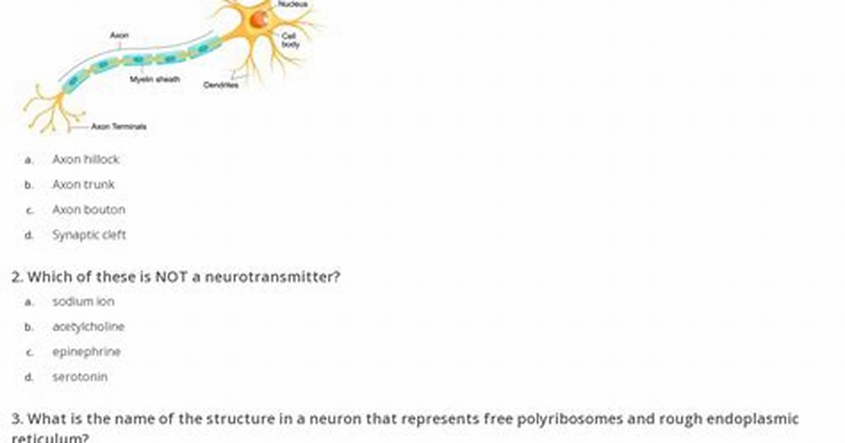 Neuron Quiz