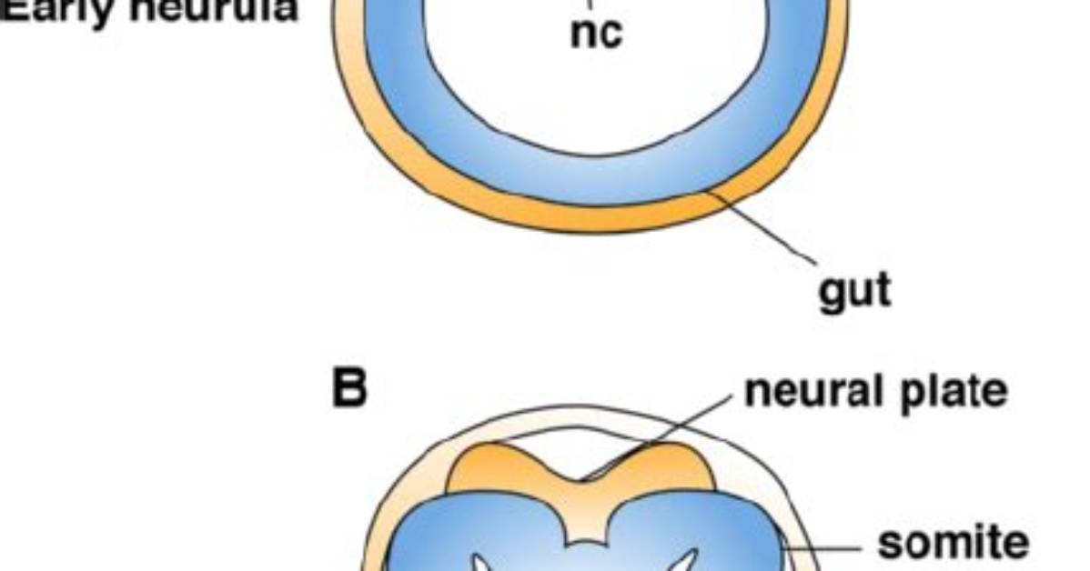 Neurula Stage