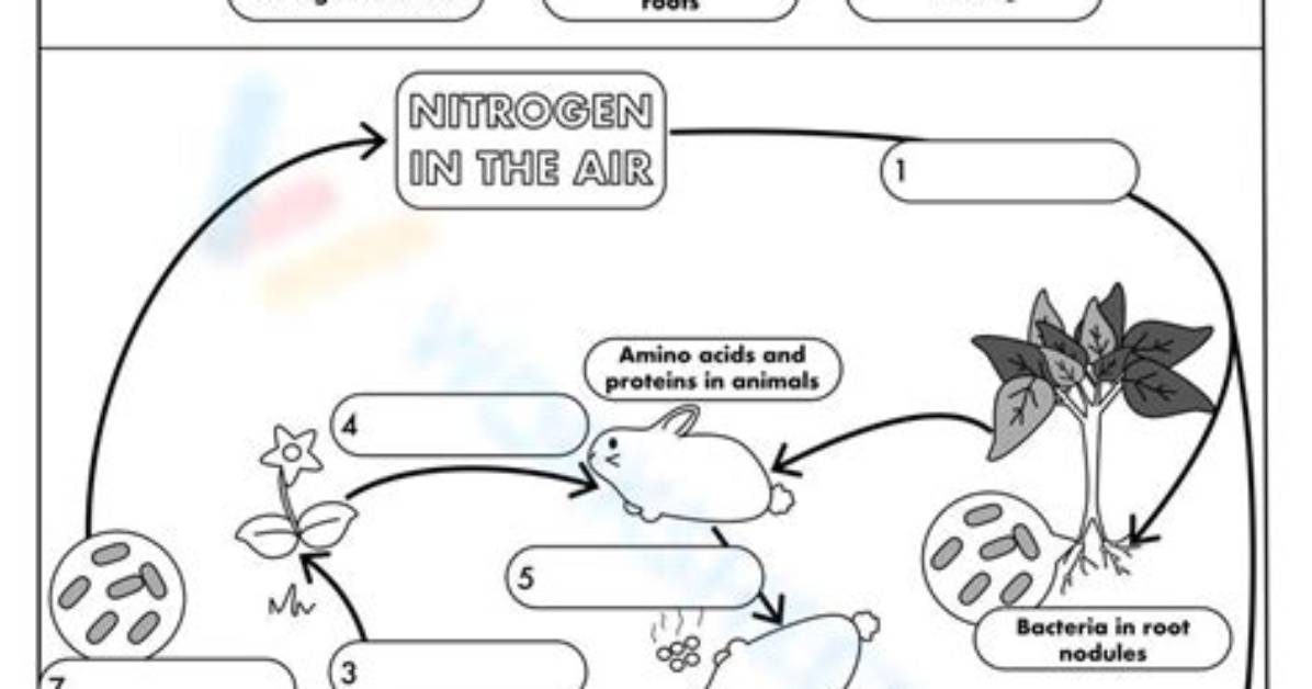 Nitrogen Cycle Matching — Printable Worksheet